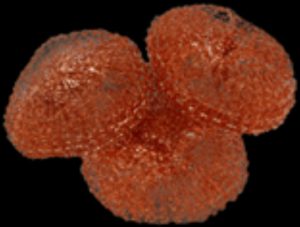 SÚROLÓ RÉZ 3 DB PE30